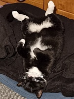 Felix pennt.